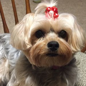 Meet your Posher, Sandy